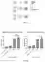 Fig. 06 - USE OF 3D-PRINTED FREESTANDING STRUCTURES FOR EX VIVO TISSUE