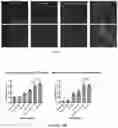 Fig. 08 - USE OF 3D-PRINTED FREESTANDING STRUCTURES FOR EX VIVO TISSUE