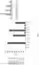 Fig. 06 - Animal models and therapeutic molecules