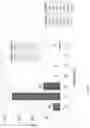 Fig. 07 - Animal models and therapeutic molecules