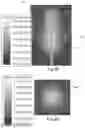 Fig. 22 - Methods and devices for applying energy to bodily tissues