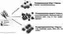 Fig. 01 - Core-shell polymer nanoparticle