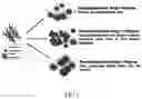Fig. 02 - Core-shell polymer nanoparticle