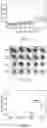 Fig. 08 - Core-shell polymer nanoparticle