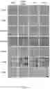 Fig. 09 - Core-shell polymer nanoparticle