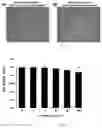 Fig. 02 - Composition for promoting myogenesis, containing processed ginseng extract
