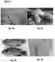 Fig. 02 - Tilapia virus and uses thereof