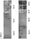Fig. 04 - Tilapia virus and uses thereof