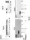 Fig. 05 - Tilapia virus and uses thereof