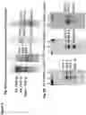 Fig. 07 - Tilapia virus and uses thereof