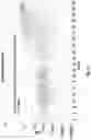 Fig. 12 - Tilapia virus and uses thereof