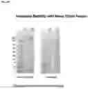 Fig. 19 - Methods for modulating an immune response