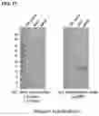 Fig. 37 - Methods for modulating an immune response