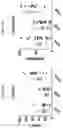 Fig. 32 - Hybrid Thymus, Methods of Making, and Methods of Using to Induce Xenograft Tolerance, Restore Immunocompetence and Thymic Function