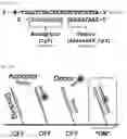 Fig. 02 - ULTRASENSITIVE METHOD FOR MULTIPLEXED DETECTION OF BIOMARKERS