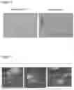 Fig. 02 - SOLID SELF-EMULSIFYING CANNABINOID COMPOSITIONS