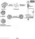 Fig. 02 - Nanofiber segments and methods of use thereof