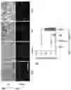 Fig. 45 - NANOPARTICLE FOR PROTEIN DELIVERY