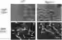 Fig. 01 - Methods of enhancing immunity