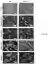 Fig. 08 - Methods of enhancing immunity