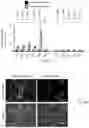 Fig. 20 - Methods of enhancing immunity