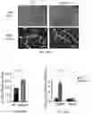 Fig. 35 - Methods of enhancing immunity