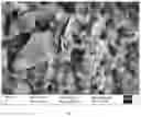 Fig. 07 - Nickel-coated hexagonal boron nitride nanosheet composite powder, preparation and high performance composite ceramic cutting tool material