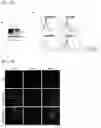 Fig. 06 - Antibody against human DLK1 and use thereof