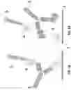 Fig. 02 - METHOD FOR DECREASING IMMUNOGENICITY