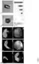 Fig. 02 - SEED-SPECIFIC AND EMBRYO-PREFERENTIAL PROMOTERS AND USES THEREOF