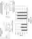 Fig. 02 - Denaturation-enhanced DNA mutation testing for limited biological specimens