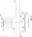 Fig. 06 - Method of amplifying and determining target nucleotide sequence