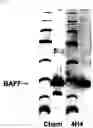 Fig. 02 - ANTIHUMAN BAFF ANTIBODY