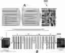 Fig. 01 - Synthetically trained neural network for MRI tag tracking