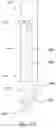 Fig. 28 - Biopsy marker with anchoring capabilities