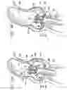 Fig. 09 - Sinus-engaging valve fixation member