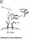 Fig. 01 - METHODS FOR TREATING AND REDUCING TRAUMATIC BRAIN INJURY- ASSOCIATED IMPAIRMENTS USING SGP130