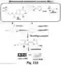 Fig. 41 - MITOCHONDRIAL COPPER DEPLETION REPROGRAMS THE METABOLISM OF TRIPLE NEGATIVE BREAST CANCER