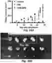 Fig. 44 - MITOCHONDRIAL COPPER DEPLETION REPROGRAMS THE METABOLISM OF TRIPLE NEGATIVE BREAST CANCER