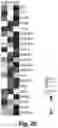 Fig. 45 - MITOCHONDRIAL COPPER DEPLETION REPROGRAMS THE METABOLISM OF TRIPLE NEGATIVE BREAST CANCER