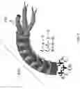 Fig. 29 - BIMANUAL NEUROENDOSCOPIC ROBOT