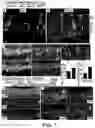 Fig. 02 - METHODS AND COMPOSITIONS TO STIMULATE RETINAL REGENERATION
