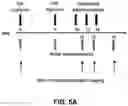 Fig. 07 - DRUG DELIVERY METHODS TARGETING THE LYMPHATIC SYSTEM