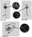 Fig. 06 - In vitro epithelial models comprising lamina propria-derived cells