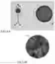Fig. 08 - In vitro epithelial models comprising lamina propria-derived cells