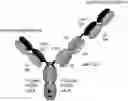 Fig. 01 - Antibodies binding to HLA-A2/MAGE-A4
