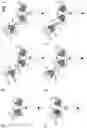 Fig. 02 - Antibodies binding to HLA-A2/MAGE-A4