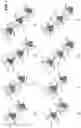 Fig. 04 - Antibodies binding to HLA-A2/MAGE-A4