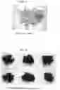 Fig. 09 - METHOD FOR SEPARATING CELLULOSE