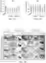 Fig. 08 - Biomaterials for 3D Cell Growth and Differentiation